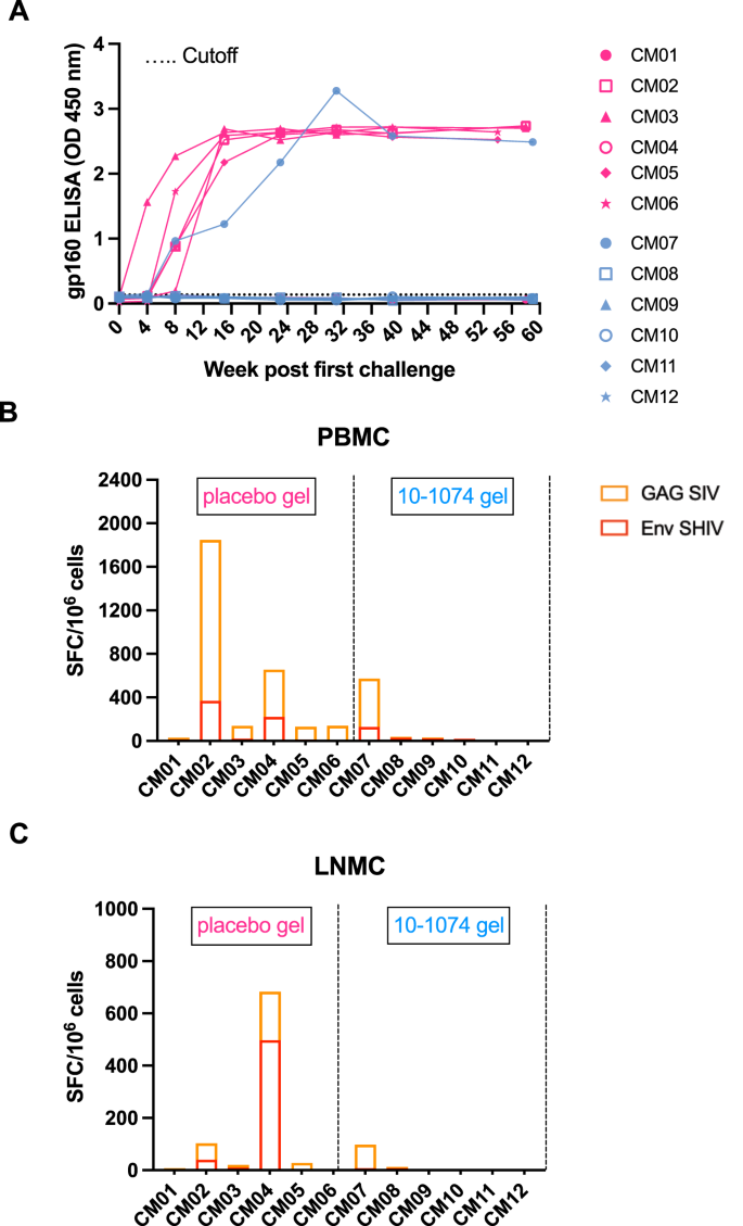 Fig. 5: 10-1074 Ab treatment does not modulate adaptive immunity.