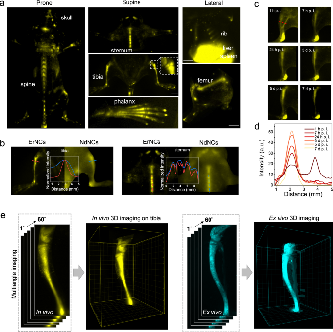 Fig. 1: High-resolution NIR-II imaging of mice bones in both two and three dimensions.