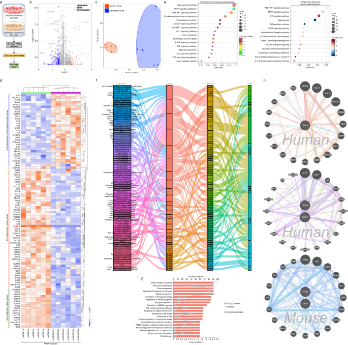 Fig. 2: Identification of CEBPD as a target of TRIM26.
