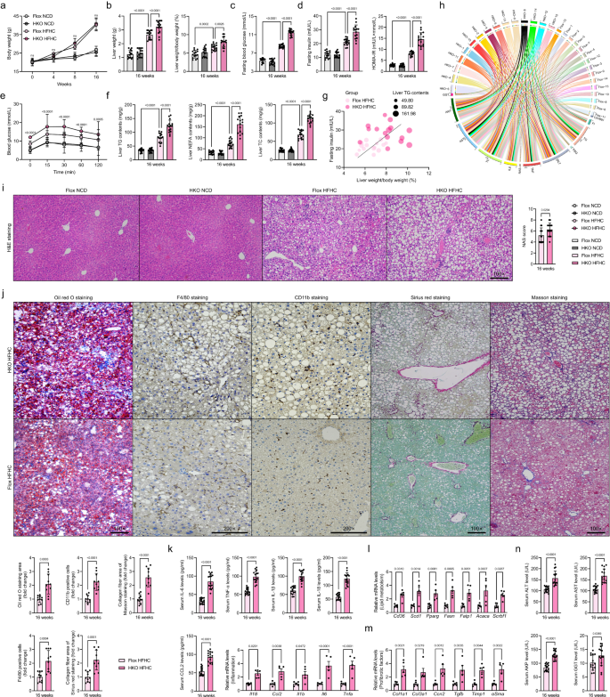 Fig. 3: Hepatocyte-specific Trim26 deficiency exacerbates HFHC-induced NASH pathologies.