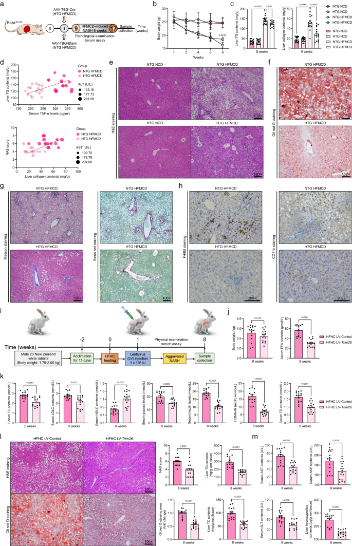 Fig. 8: Elevated hepatocyte Trim26 expression alleviates HFMCD diet-induced NASH phenotypes in rodent and HFHC-triggered NASH progression in rabbit model.