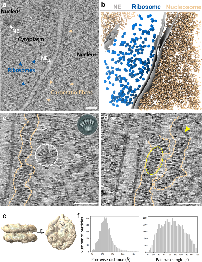 Fig. 1: Cryo-ET of native chromatin fibres and subtomogram average of nucleosomes.