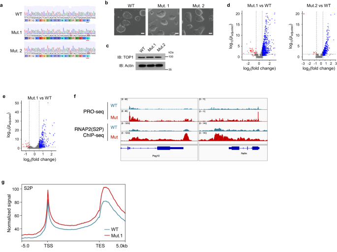 Fig. 2: Endogenous mutation of secondary DNA binding site leads to hypertranscription in mESCs.