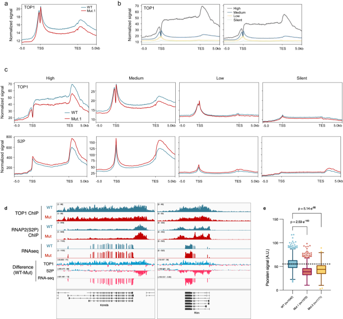 Fig. 3: Mutation of secondary DNA binding site reduces TOP1 binding on chromatin and negative supercoiling in genome.