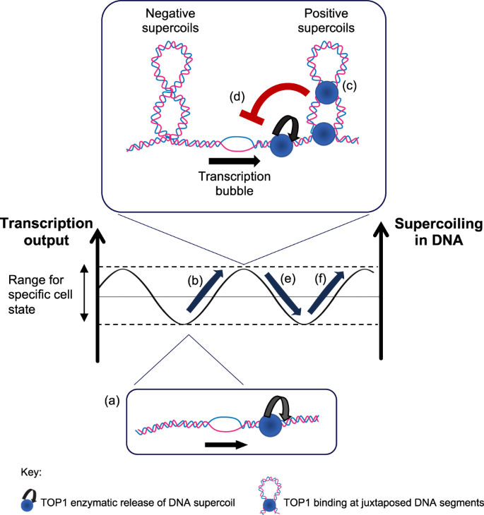 Fig. 7: Model for how TOP1 safeguards transcription output levels.