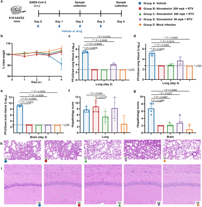 Fig. 4: In vivo oral efficacy of simnotrelvir in K18-hACE2 mice infected with the SARS-CoV-2 Delta strain.