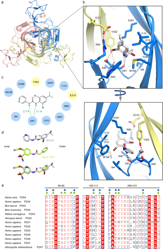 Fig. 2: BX430 binding pocket.