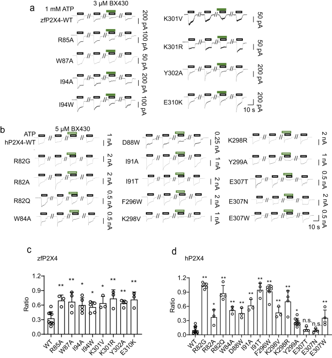 Fig. 4: Structure-based mutational analysis.