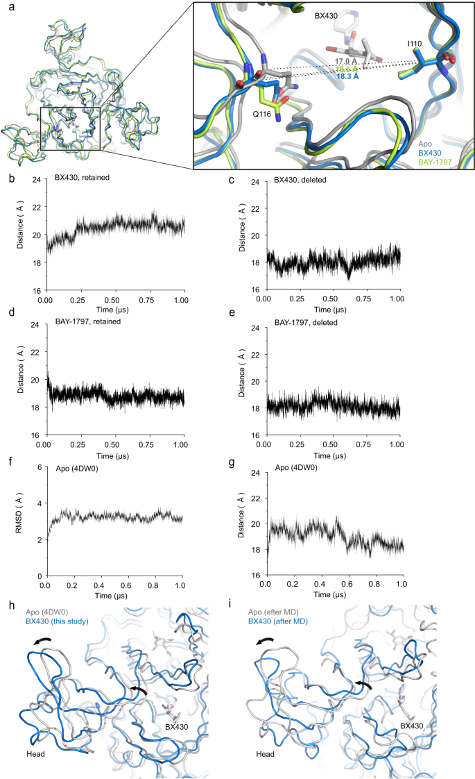 Fig. 6: Ligand-dependent expansion of the binding pocket.