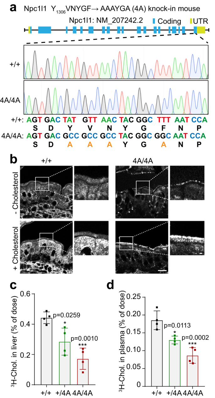 Bile acids-mediated intracellular cholesterol transport promotes intestinal  cholesterol absorption and NPC1L1 recycling | Nature Communications