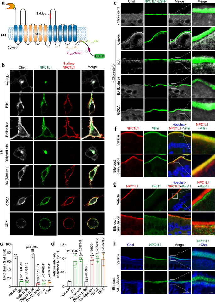 Fig. 2: BAs promote NPC1L1 transportation to PM.