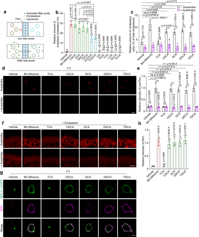Fig. 3: BAs are intrinsic cholesterol mobilizers that convey cholesterol from the ERC to the ER and PM.