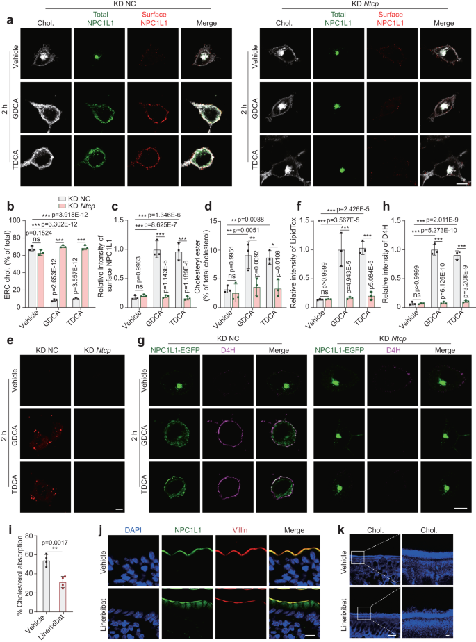 Fig. 4: NTCP is required for GDCA- or TDCA-mediated cholesterol transport in cells.