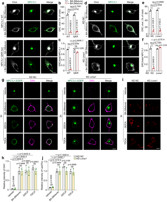 Fig. 5: NPC1L1-LIMA1 interaction is required for NPC1L1 transportation but not cholesterol egress.