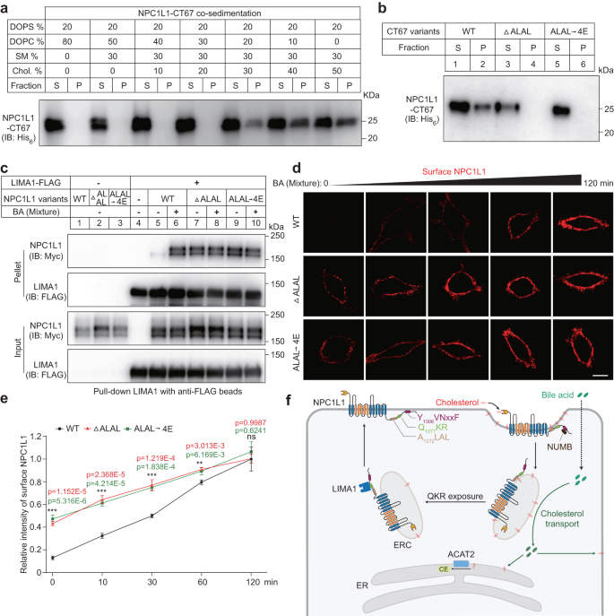 Fig. 7: NPC1L1 associates with membrane in a cholesterol-dependent manner.