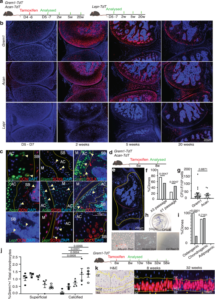 Fig. 2: Grem1-lineage marks a progenitor cell population in the AC.
