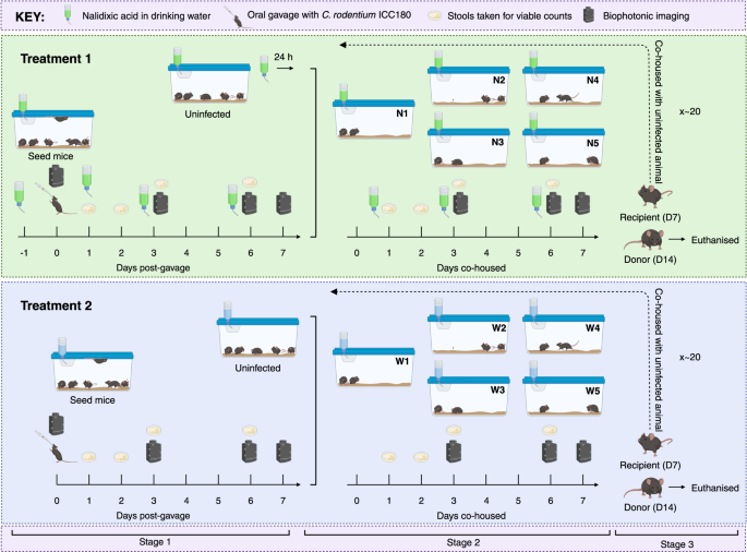 Fig. 1: Experimental schematic summarising the establishment of ten mouse-to-mouse Citrobacter rodentium ICC180 transmission chains.