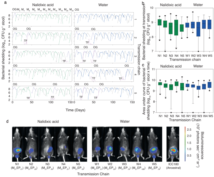 Fig. 2: In vivo infection and transmission dynamics of 10 mouse-to-mouse Citrobacter rodentium ICC180 transmission chains.