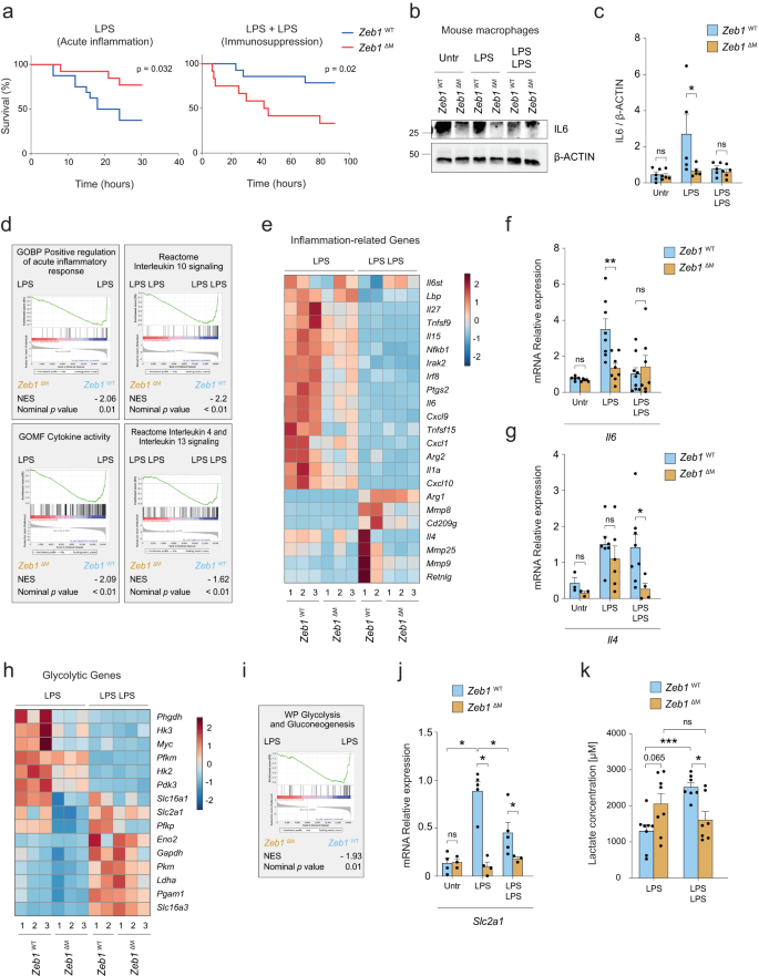 Fig. 1: ZEB1 plays a dual role being required for both the induction and resolution of inflammation.