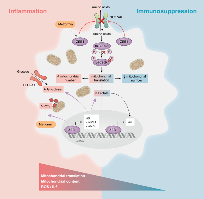 Fig. 7: Schematic summary model.