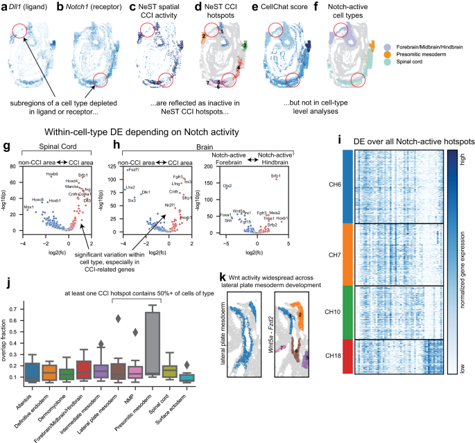 Fig. 6: NeST CCI hotspots localize regions of tissue active in CCI at single-cell, sub-cell type resolution.
