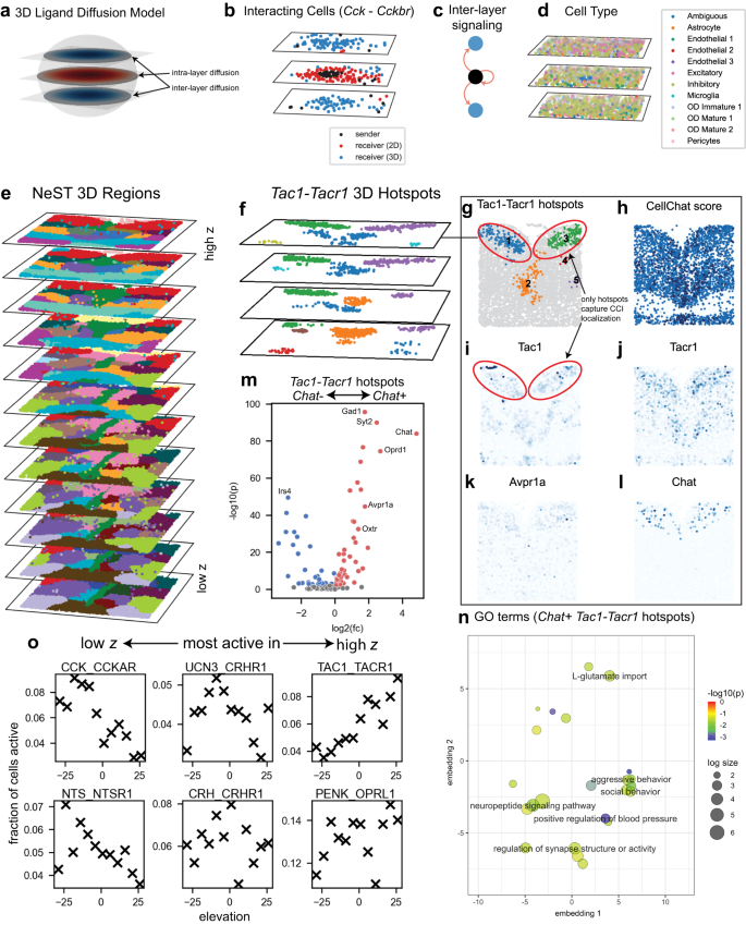 Fig. 7: NeST computes CCI hotspots fully in three dimensions revealing inter-layer communications and functional regions associated with social behavior in 3D mouse cortex.