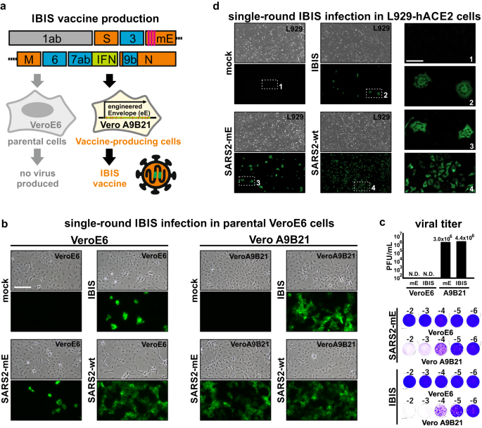 Fig. 1: Rational design and high-titer generation of an interferon-integrated SARS-CoV-2 vaccine.