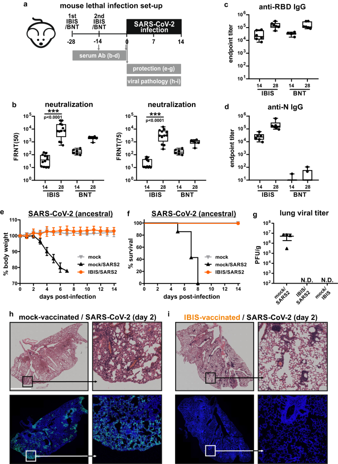 Fig. 3: IBIS vaccination induces a potent antibody response and protects mice against lethal SARS‑CoV-2 infection.