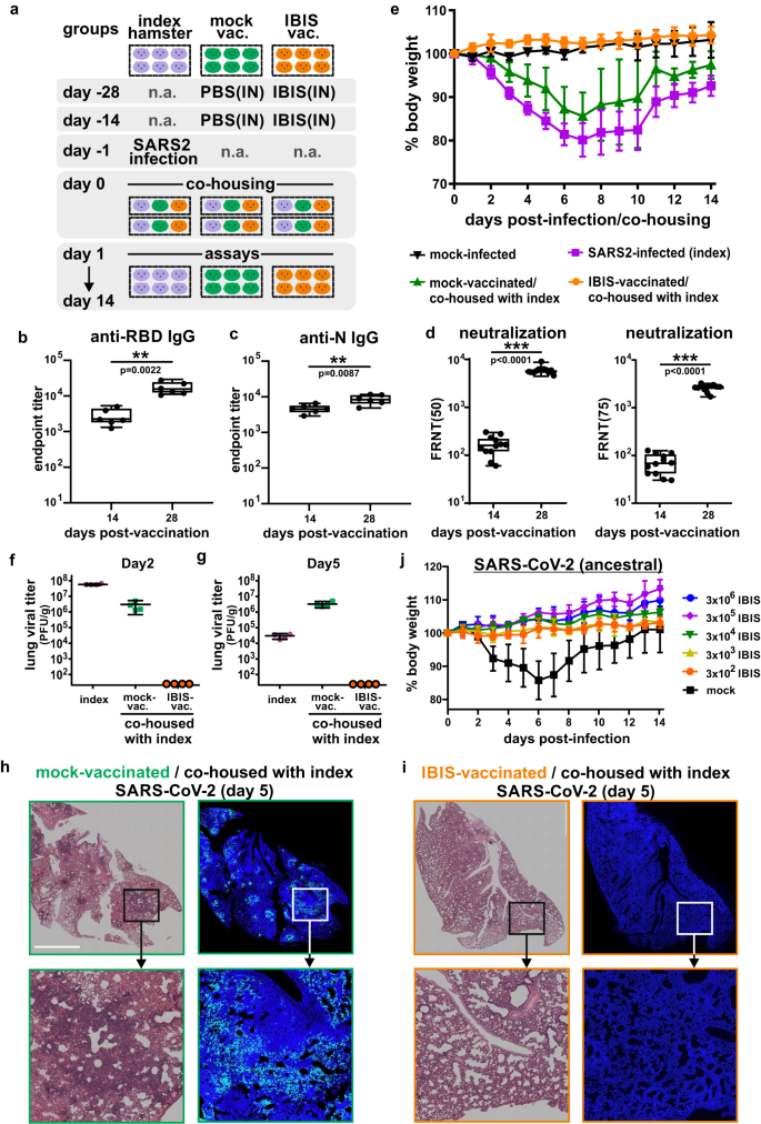 Fig. 4: IBIS vaccination impedes SARS-CoV-2 transmission in hamsters.