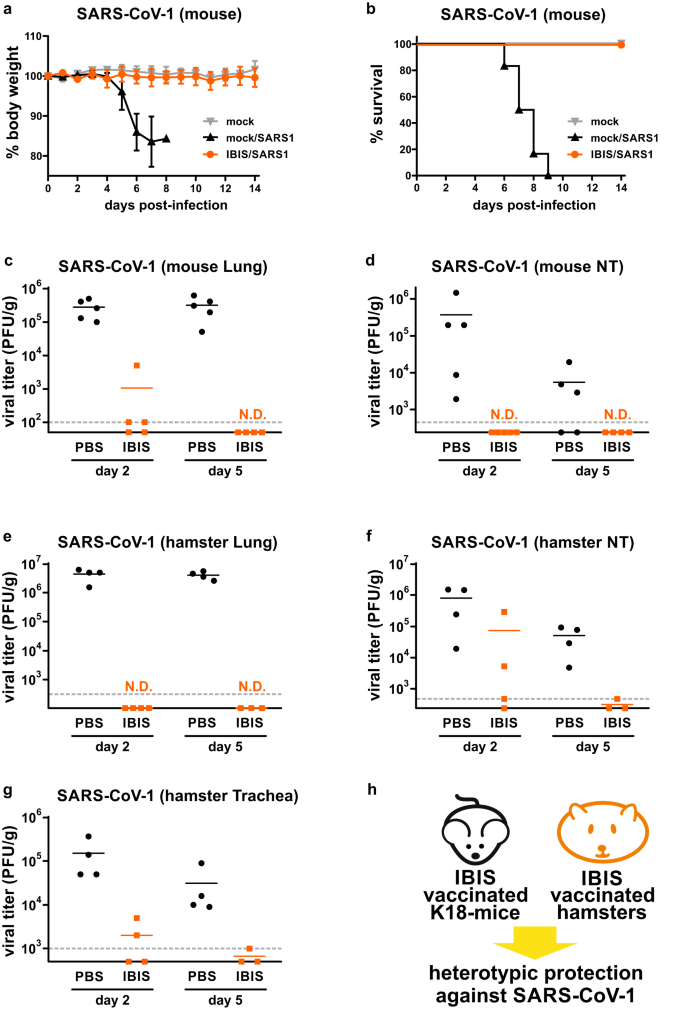 Fig. 6: IBIS vaccination confers heterotypic immunity against SARS-CoV-1 infection.