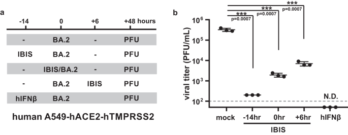 Fig. 9: IBIS encoding human IFNβ suppresses SARS-CoV-2 co-infection in human cells.