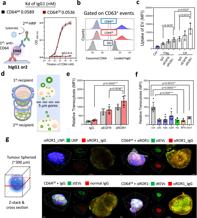 Fig. 3: Penetration and uptake characteristics of dtEVs in PANC-1 cells.