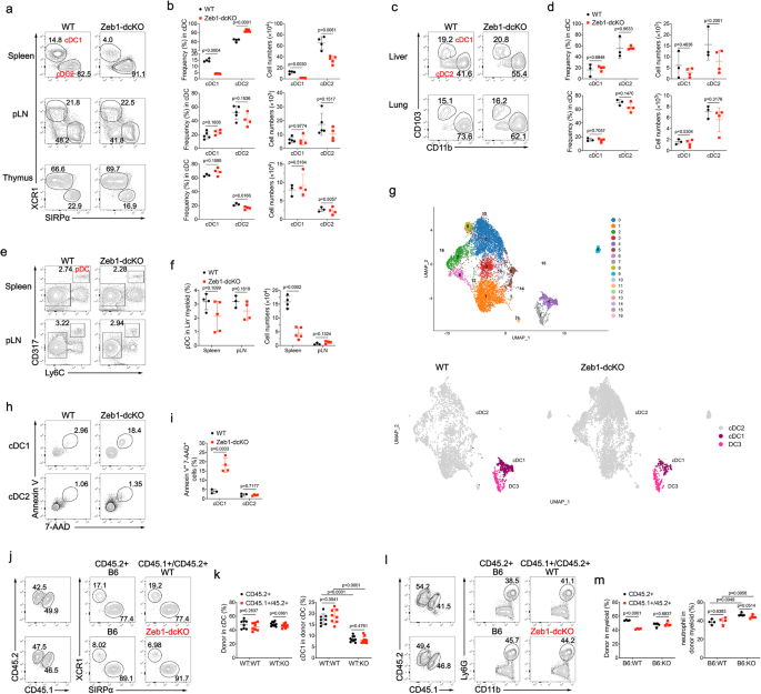 Fig. 1: DC-specific ablation of Zeb1 selectively reduced splenic cDC1.