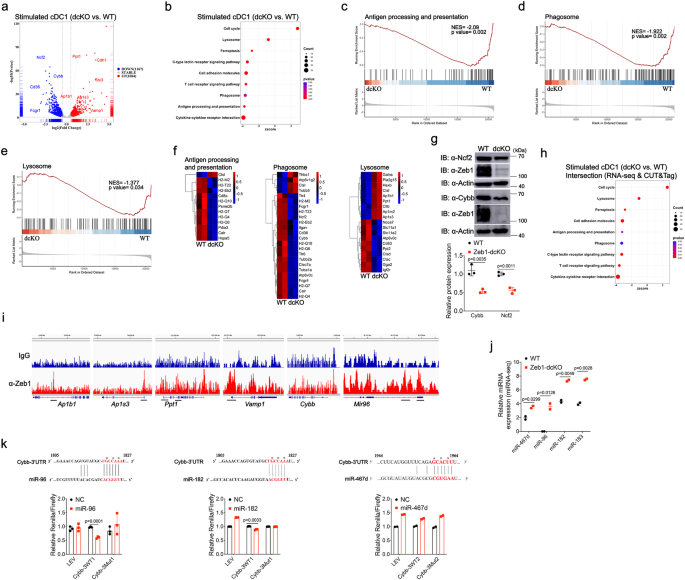Fig. 5: Integrated analysis of transcriptomes and Zeb1 occupancy identifies Zeb1 target genes that support cross-presentation.