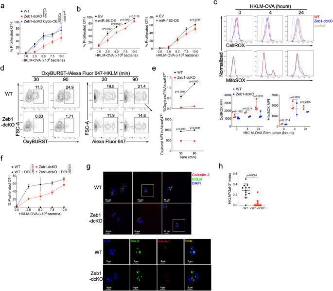 Fig. 6: Zeb1 controls phagosomal ROS-dependent rupture of phagosomal membrane in cDC1.
