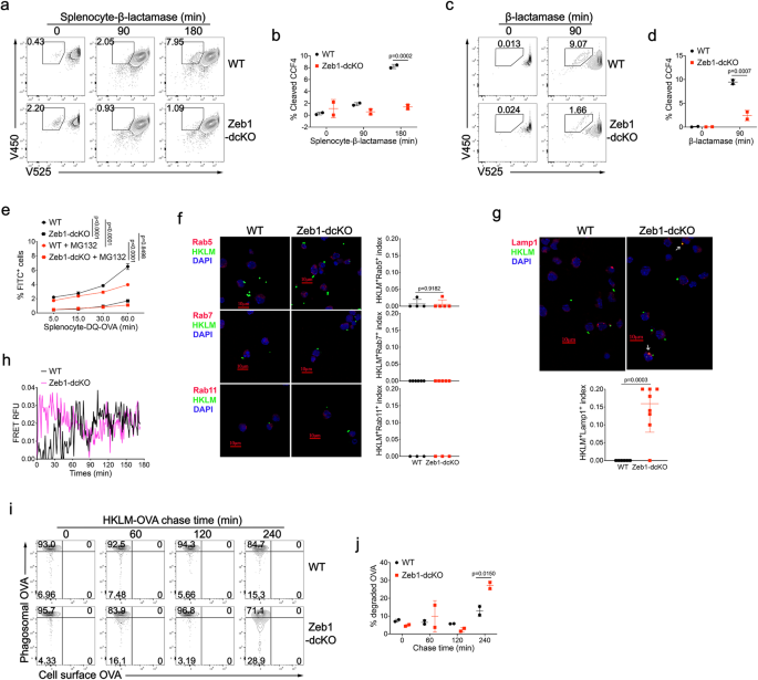 Fig. 7: Zeb1 deficiency prevents antigen export to the cytosol and enhances phago-lysosome fusion in cDC1.