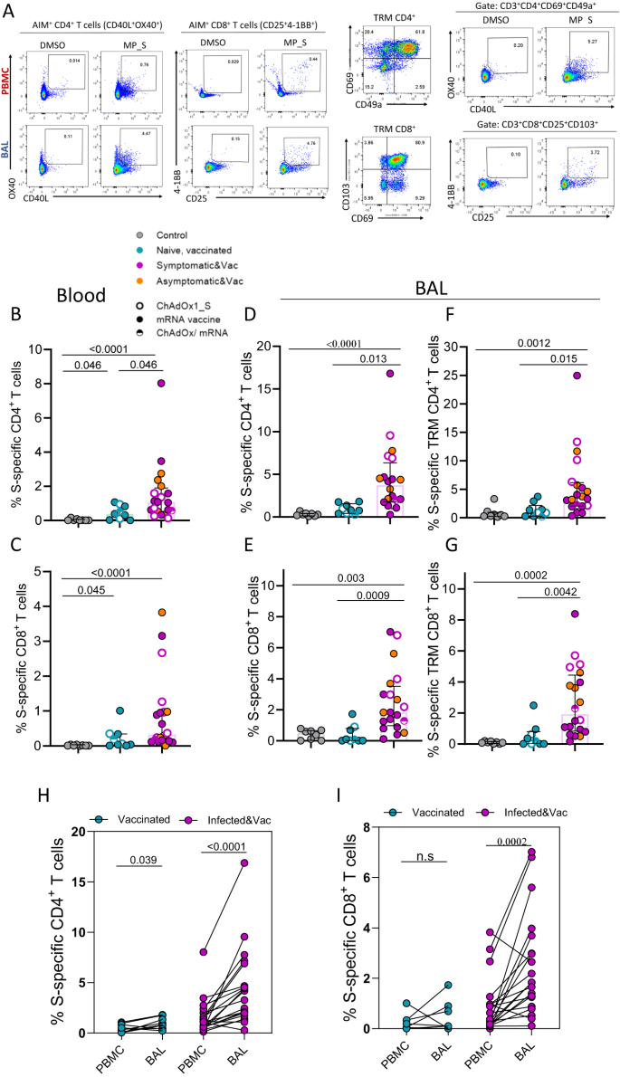 Fig. 3: Detection of Spike-specific T cells responses in the lung mucosa after infection and vaccination but not following vaccination alone.