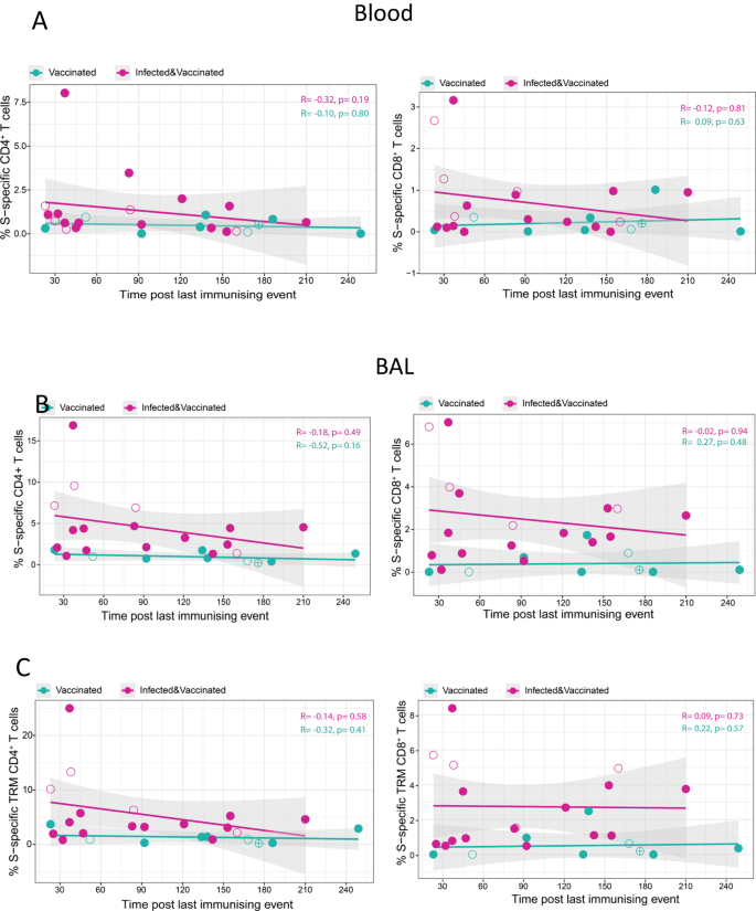 Fig. 6: Kinetics of Spike-specific T cells in the blood and lung mucosa over time.