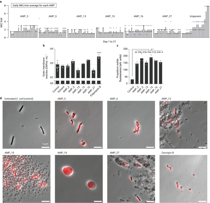 Fig. 5: Resistance and mode of action test of AMPs on E. coli and the mode of action assays.