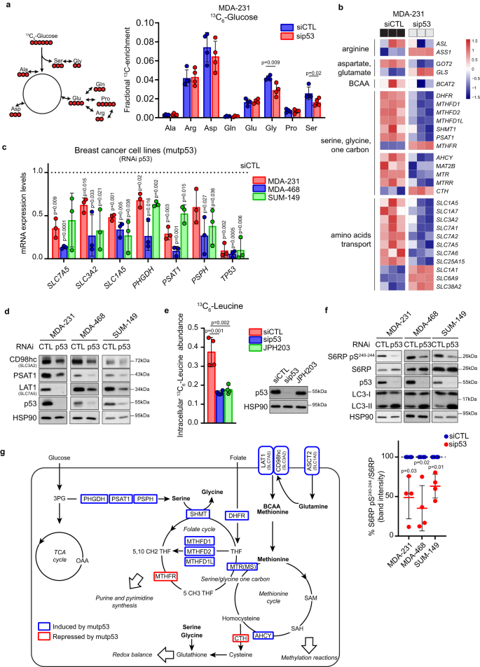 Fig. 1: Mutp53 promotes a specific AA metabolic program.