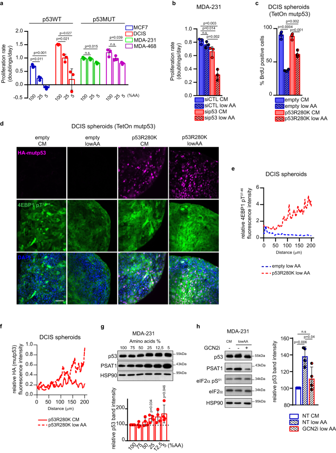 Fig. 3: Mutp53 enables cancer cells to cope with AA restriction.