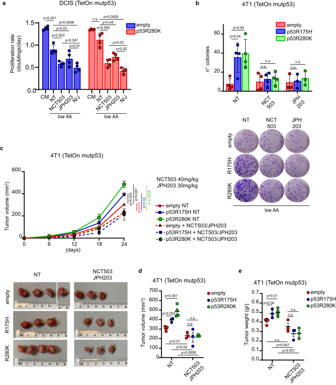 Fig. 6: LAT1 and SSP inhibition dampens mutp53-dependent tumor growth.