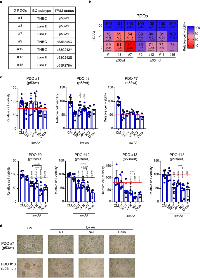 Fig. 7: Viability of mutp53-bearing tumor organoids in AA restriction is dampened by inhibition of SSP/LAT1 or mechanosignaling.