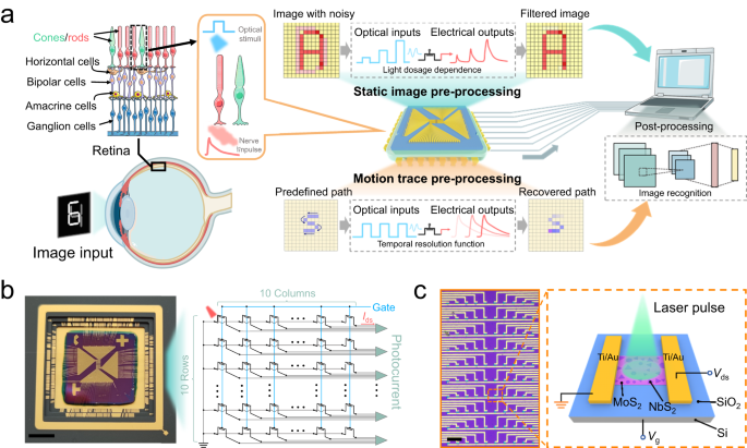 Fig. 1: Neuro-inspired optical sensor array based on 2D NbS2/MoS2 hybrid films for processing both static and moving targets.