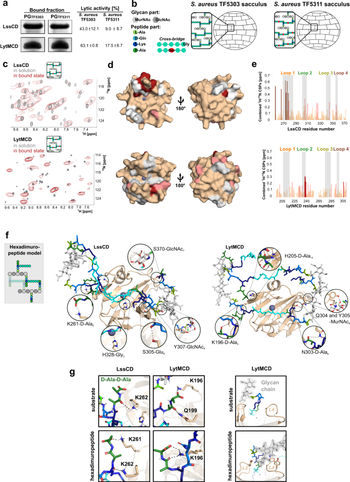 Staphylococcus aureus cell growth and division are regulated by an amidase  that trims peptides from uncrosslinked peptidoglycan