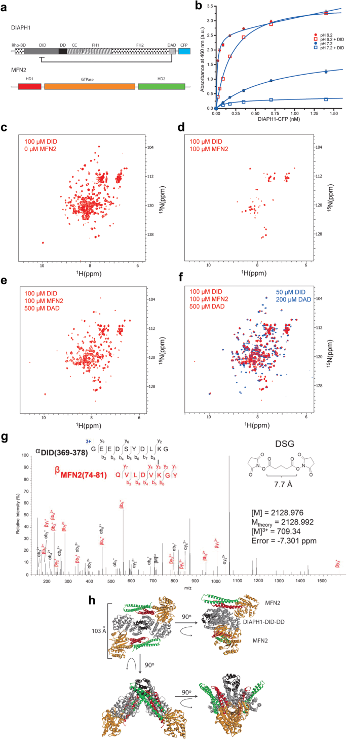 Fig. 2: Structural characterization of DIAPH1–MFN2 interaction.