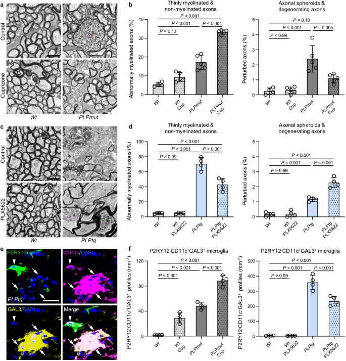 Fig. 5: Modulating microglia-mediated removal of perturbed myelin inversely affects axonal damage.