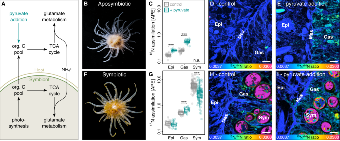 Fig. 1: Effects of labile carbon availability on ammonium (NH4+) assimilation in Aiptasia.