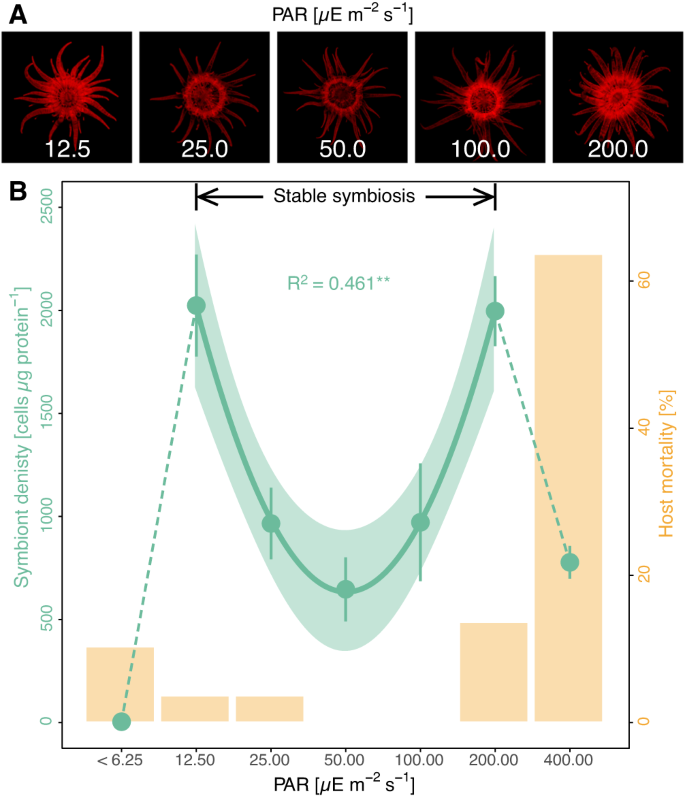 Fig. 3: Effects of light availability on the symbioticphenotype of Aiptasia.