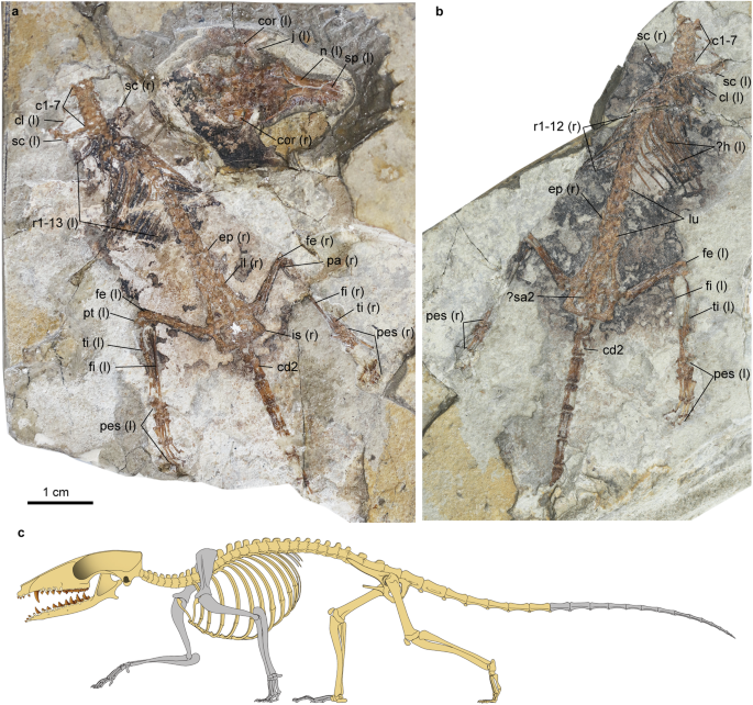 Fig. 1: Holotype specimen (IVPP 24190) of the Early Cretaceous eutherian Microtherulum oneirodes.